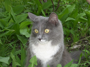 Картинка животные коты