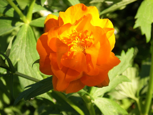 Обои картинки фото цветы, калужницы, лютики