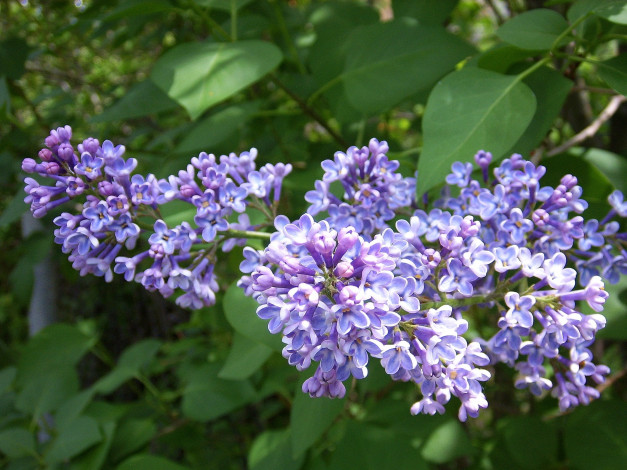 Обои картинки фото цветы, сирень