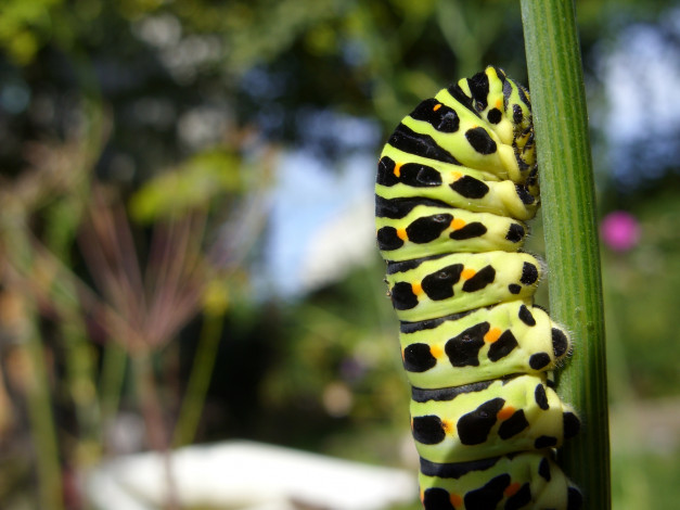 Обои картинки фото животные, гусеницы