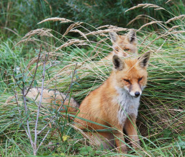 Картинка животные лисы трава лиса