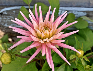 Картинка цветы георгины георгина