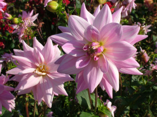 Картинка цветы георгины георгина