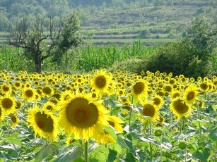 Картинка цветы подсолнухи