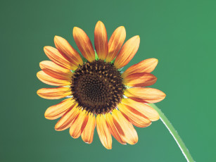 Картинка цветы подсолнухи подсолнух