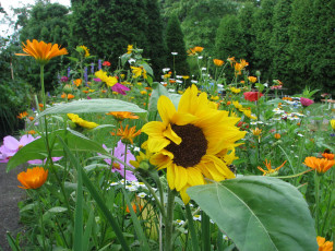 Картинка цветы подсолнухи подсолнух