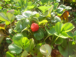 Картинка природа Ягоды клубничка