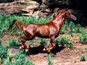 Картинка животные лошади лошадь