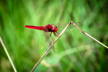 Картинка животные стрекозы трава ветка стрекоза