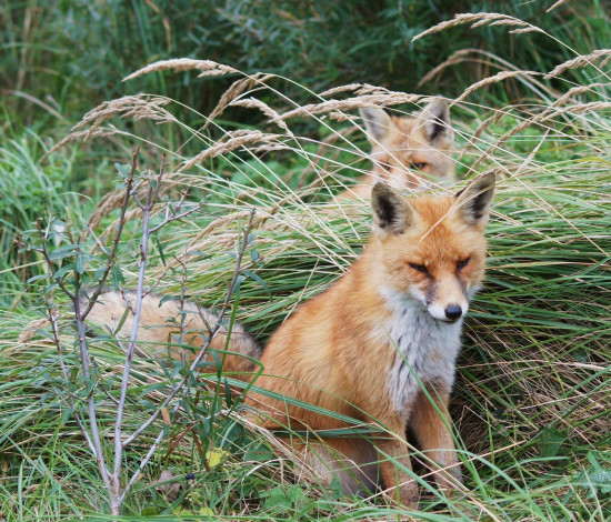 Обои картинки фото животные, лисы, трава, лиса