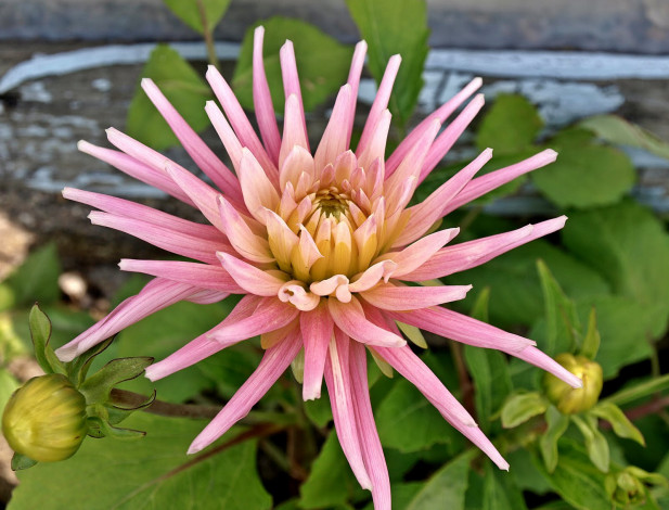 Обои картинки фото цветы, георгины, георгина