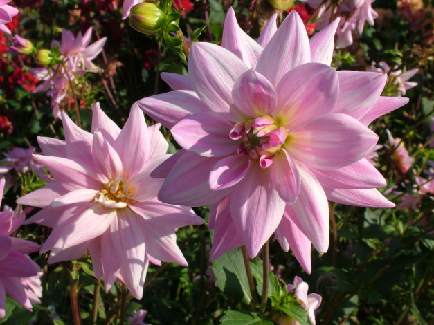 Обои картинки фото цветы, георгины, георгина