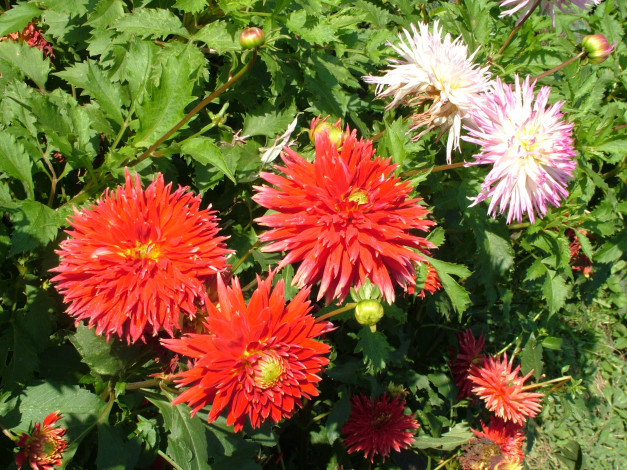 Обои картинки фото цветы, георгины, георгина