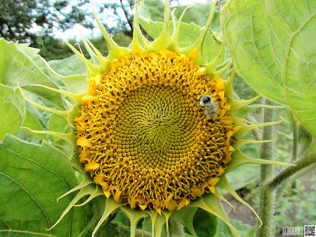 Обои картинки фото цветы, подсолнухи, подсолнух