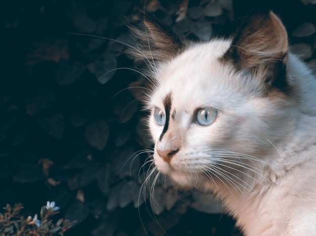 Обои картинки фото животные, коты, кот, глаза