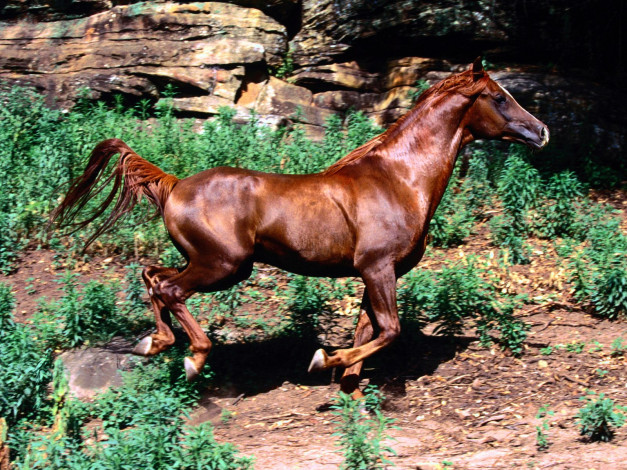 Обои картинки фото животные, лошади, лошадь