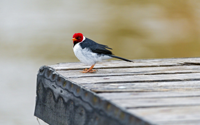 Обои картинки фото животные, кардиналы, птица