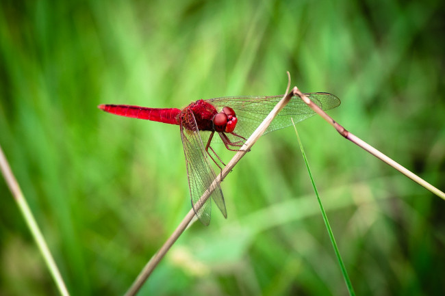 Обои картинки фото животные, стрекозы, трава, ветка, стрекоза