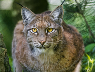 Картинка животные рыси взгляд