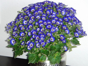 Картинка цветы цинерария африканская астра циненария