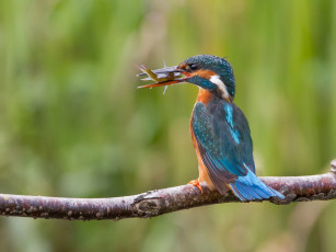 Картинка животные зимородки птица улов ветка