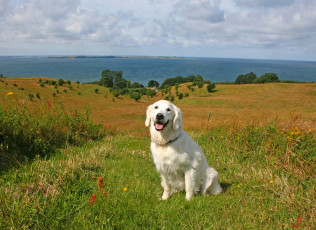 Картинка животные собаки поле собака