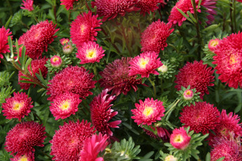 Картинка цветы астры красный