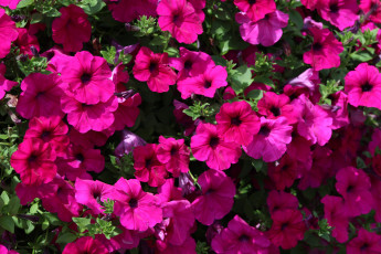 Картинка цветы петунии калибрахоа яркий
