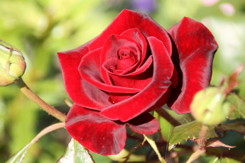 Картинка цветы розы королева