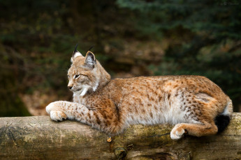 Картинка животные рыси кошка