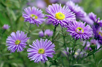 Картинка цветы астры татарская астра сиреневый