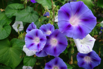 Картинка цветы вьюнки ипомеи ипомея