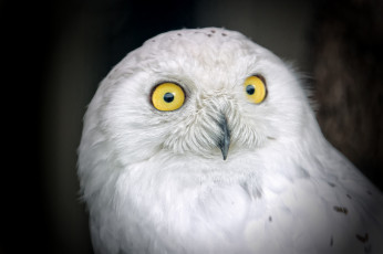 Картинка животные совы сипуха
