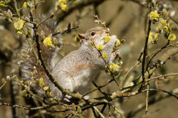 Картинка животные белки зверек