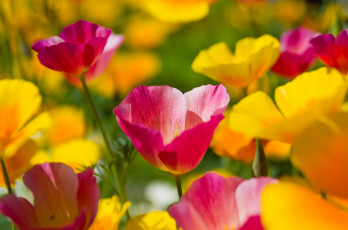 Картинка цветы эшшольция калифорнийский мак