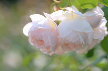 Картинка цветы розы нежность