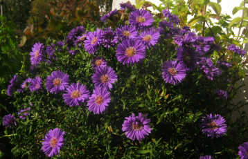 Картинка цветы астры куст