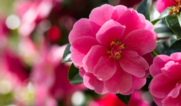 Картинка цветы камелии розовый