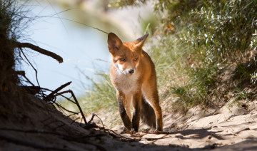 Картинка животные лисы лисенок