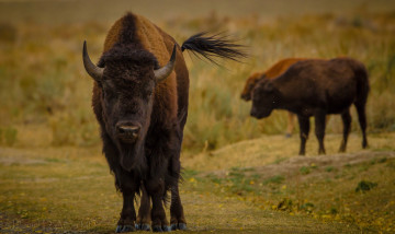 Картинка животные зубры бизоны