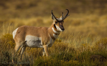 Картинка животные олени рога
