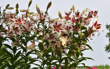 Картинка цветы лилии лилейники