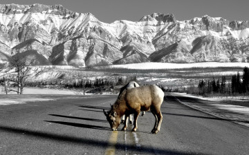 Картинка животные козы дорога