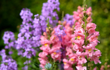 Картинка цветы львиный зев розовый