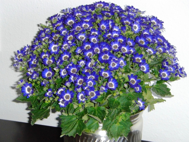 Обои картинки фото цветы, цинерария, африканская, астра, циненария