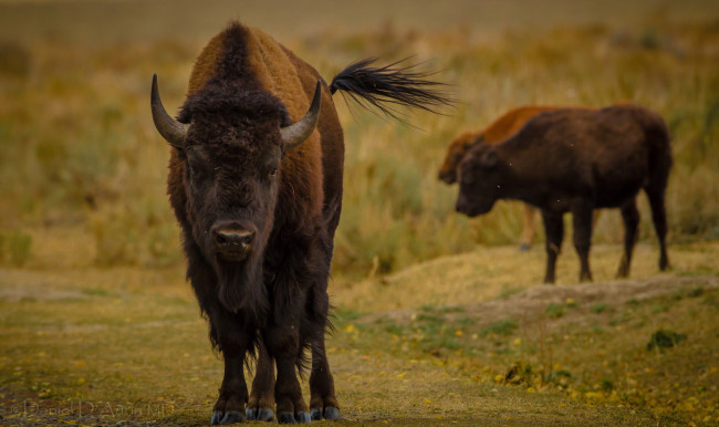 Обои картинки фото животные, зубры, бизоны