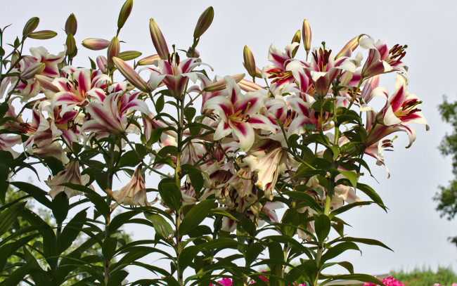 Обои картинки фото цветы, лилии, лилейники