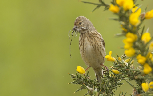 Обои картинки фото животные, птицы, иголки, ветки, реполов, коноплянка