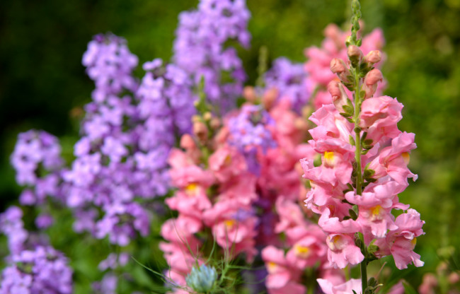 Обои картинки фото цветы, львиный, зев, розовый