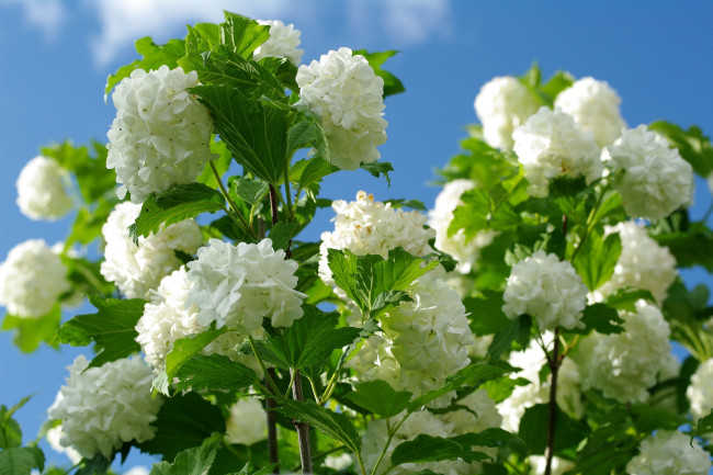 Обои картинки фото цветы, цветущие, деревья, кустарники, калина